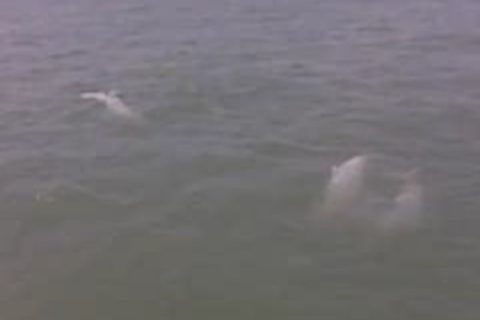 Curdy Booktrailer (demo / fictional)